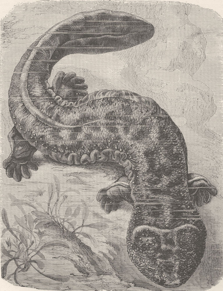 AMPHIBIANS. Giant salamander 1896 old antique vintage print picture